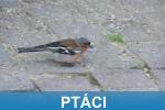 Ptáci