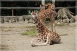 zoo 11
