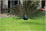 zoo 12