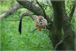 zoo 2