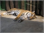 zoo 20