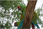 zoo 3