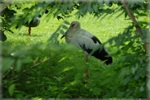 zoo 4