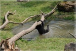 zoo 7