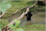zoo 8