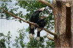 zoo 9